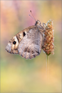 Berghexe (Chazara briseis) 08