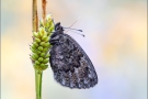 Felsen-Mohrenfalter (Erebia gorge) 06