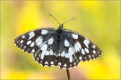 Schachbrett-Falter 23 (Melanargia galathea)