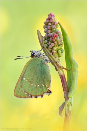 Grüner Zipfelfalter (Callophrys rubi) 13