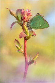 Grüner Zipfelfalter (Callophrys rubi) 11
