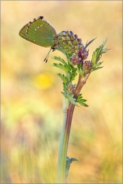 Grüner Zipfelfalter (Callophrys rubi) 12