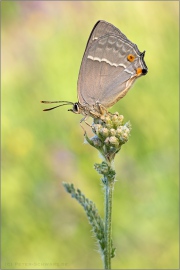 Blauer Eichenzipfelfalter (Favonius quercus) 13