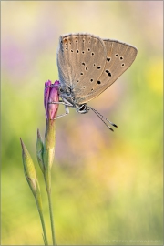 Lilagold-Feuerfalter 19 (Lycaena hippothoe)