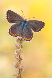 Himmelblauer Bläuling (Polyommatus bellargus) 06