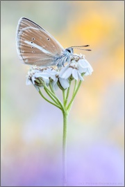 Weißdolch Bläuling (Polyommatus damon) 17