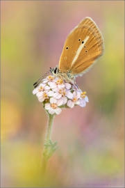 Weißdolch Bläuling (Polyommatus damon) 10