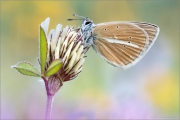 Weißdolch Bläuling (Polyommatus damon) 11