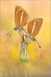 Weißdolch Bläuling (Polyommatus damon) 20