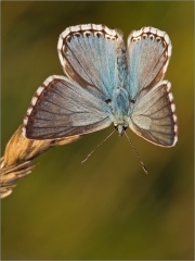 Silbergrüner Bläuling 04 (Polyommatus coridon)