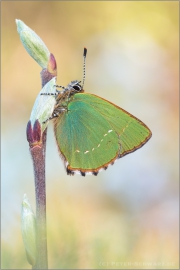 Grüner Zipfelfalter (Callophrys rubi) 03