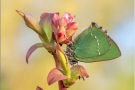 Grüner Zipfelfalter (Callophrys rubi) 11