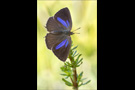 Blauer Eichenzipfelfalter (Favonius quercus) 10
