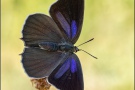 Blauer Eichenzipfelfalter (Favonius quercus) 14