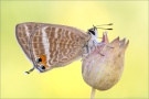 Großer Wanderbläuling (Lampides boeticus) 06