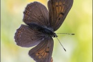 Lilagold-Feuerfalter (Lycaena hippothoe) 20