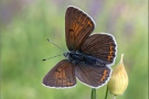 Lilagold-Feuerfalter 09 (Lycaena hippothoe)