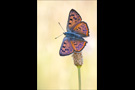 Violetter Feuerfalter (Lycaena alciphron) 10