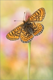 Goldener Scheckenfalter 13 (Euphydryas aurinia)