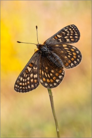 Alpiner Skabiosenscheckenfalter (Euphydryas aurinia debilis) 16
