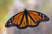 Monarchfalter 01 (Danaus plexippus)