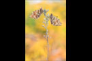 Alpenmatten-Perlmutterfalter (Boloria pales) 10
