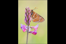 Goldener Scheckenfalter 08 (Euphydryas aurinia)