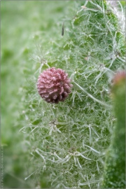 Malven-Dickkopffalter Ei (Carcharodus alceae) 08