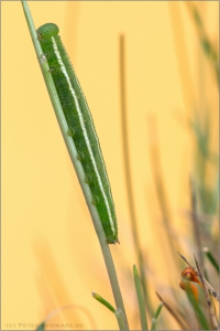 Großes Wiesenvögelchen Raupe (Coenonympha tullia) 03