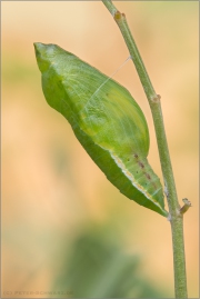 Postillon Puppe (Colias croceus) 11