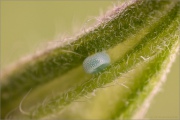Grüner Zipfelfalter Ei (Callophrys rubi) 08
