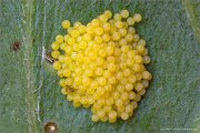Flockenblumen Scheckenfalter Eier (Melitaea phoebe) 11