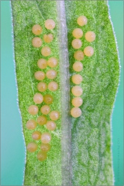Wachtelweizen-Scheckenfalter Eier 07 (Melitaea athalia)