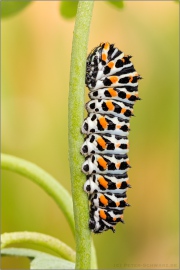 Schwalbenschwanz Raupe (Papilio machaon) 09