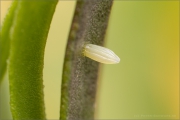 Karstweißling Ei (Pieris mannii) 01
