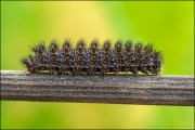 Ehrenpreis-Scheckenfalter Raupe (Melitaea aurelia) 10