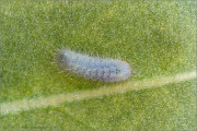 Raupe Wundklee-Bläuling (Polyommatus dorylas) 02