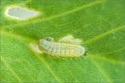 Hauhechel-Bläuling Raupe (Polyommatus icarus) 03