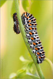 Schwalbenschwanz Raupen (Papilio machaon) 08