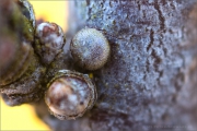 Kleiner Schlehenzipfelfalter Ei (Satyrium acaciae) 03