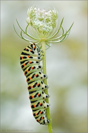 Schwalbenschwanz Raupe (Papilio machaon) 04