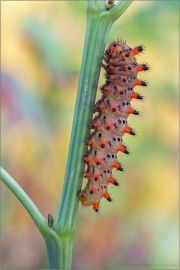 Südlicher Osterluzeifalter Raupe (Zerynthia polyxena) 10
