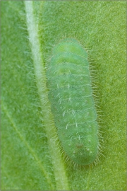 Raupe Wundklee-Bläuling (Polyommatus dorylas) 01