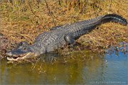 Mississippi-Alligator (Alligator mississippiensis) 05