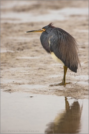 Dreifarbenreiher (Egretta tricolor) 06