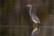 Dreifarbenreiher (Egretta tricolor) 05
