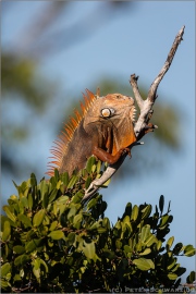 Grüner Leguan (Iguana iguana) 01