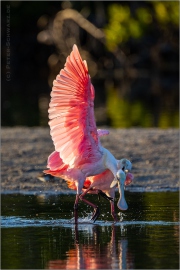 Rosalöffler (Platalea ajaja) 03