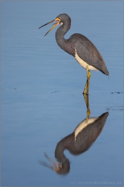 Dreifarbenreiher (Egretta tricolor) 07