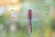Saffron-winged Meadowhawk  (Sympetrum costiferum) 01